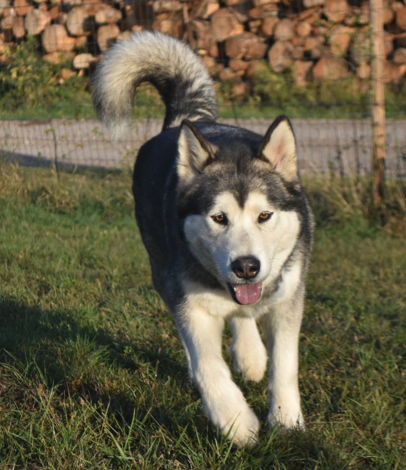 (A) ED0 Souvenir Of Sitka's Blue Moon Dite Lupa